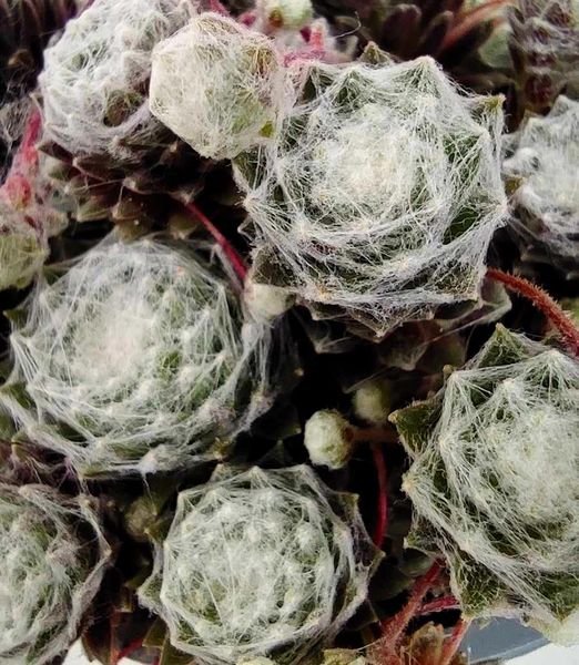 Sempervivum Arachnoideum